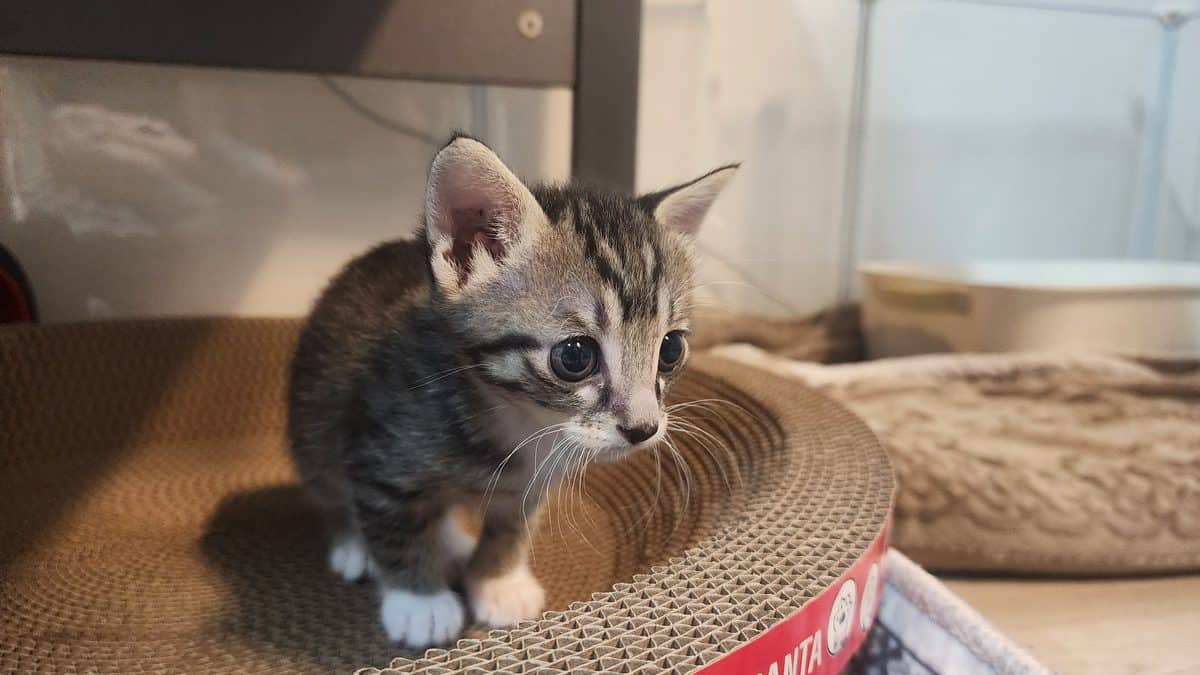 My cat photographed against a cluttered background, before editing